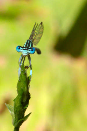 little blue dragon-fly and pale green grass background