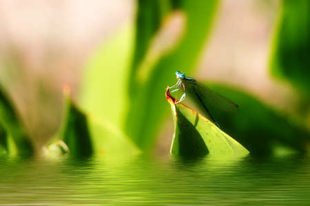little blue dragon-fly and pale green grass backgroundの写真素材