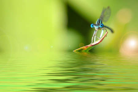 little blue dragon-fly and pale green grass background