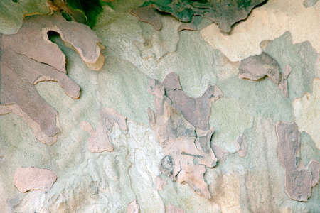 colorful bark flakes on a flat tree trunkの写真素材