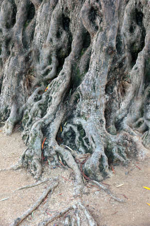 Twisted roots and trunk of an old tree