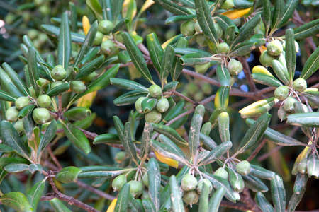 Green fruits and branches of olive tree