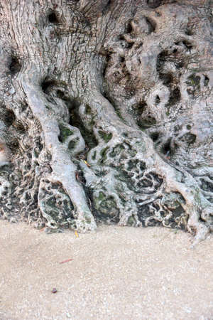 Twisted roots and trunk of an old tree