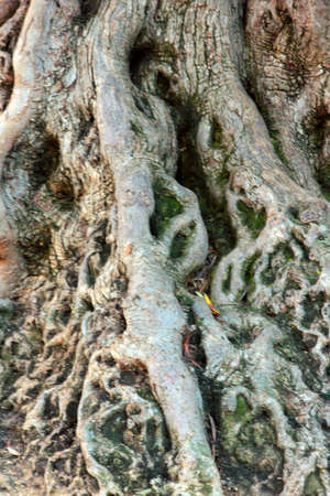 Twisted roots and trunk of an old treeの写真素材