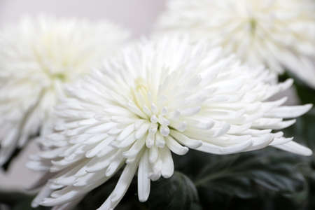 beautiful bright flower chrysanthemum as an ornamental plantの写真素材