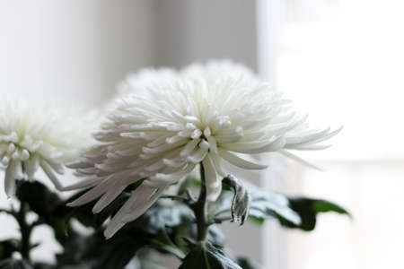 beautiful bright flower chrysanthemum as an ornamental plantの写真素材