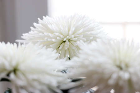beautiful bright flower chrysanthemum as an ornamental plantの写真素材