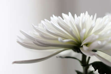 beautiful bright flower chrysanthemum as an ornamental plantの写真素材