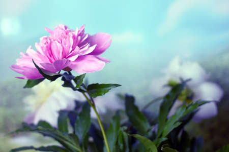 beautiful flower peony as part of a summer landscapeの写真素材