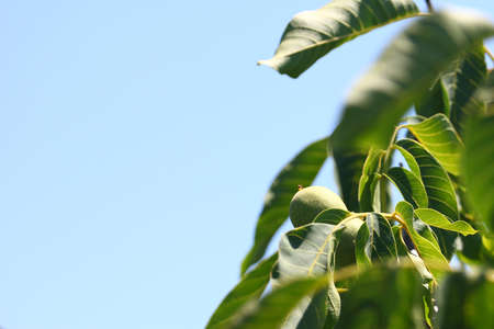 lovely ripe fruit on the tree in the skin of the walnut