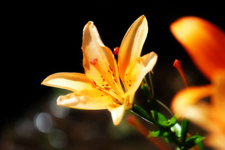 delicate flower fresh garden lily as an ornamental decoration