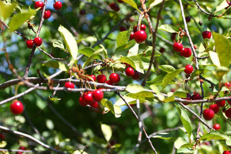 lovely ripe fruit on the branches of a cherry tree