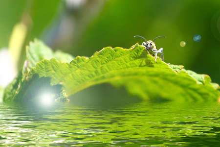 wild small insect on a green leaf plants