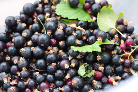 berry fruits and leaves of black currant bushesの写真素材