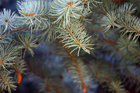 fine twigs and needles of an evergreen tree fir