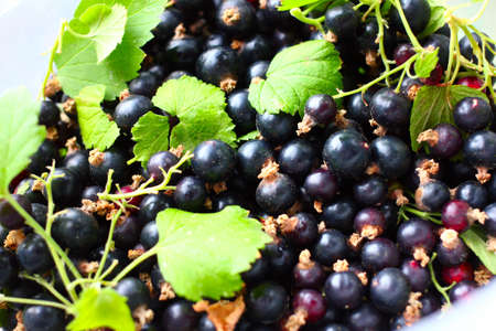 berry fruits and leaves of black currant bushesの写真素材