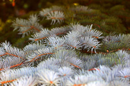 fine twigs and needles of an evergreen tree fir