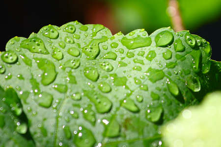 Transparent drop of pure water and green leaves