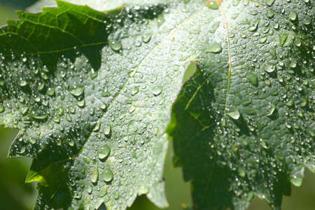 drops of pure water and green leavesの写真素材