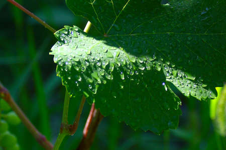 Transparent drop of pure water and green leavesの写真素材
