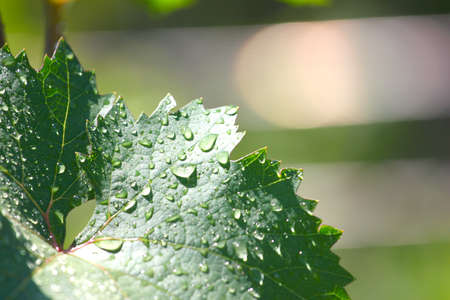 Transparent drop of pure water and green leavesの写真素材