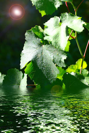 Transparent drop of pure water and green leavesの写真素材