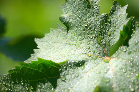 Transparent drop of pure water and green leavesの写真素材
