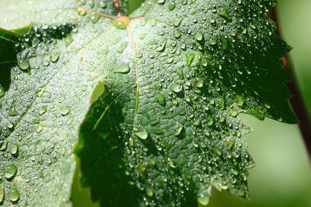 Transparent drop of pure water and green leavesの写真素材