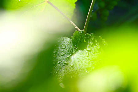 Transparent drop of pure water and green leavesの写真素材