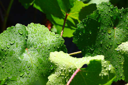 Transparent drop of pure water and green leavesの写真素材