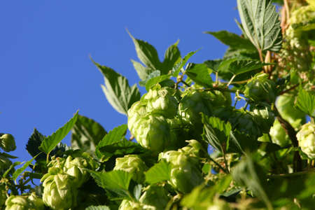 ripe buds and leaves of wild hop plantの写真素材