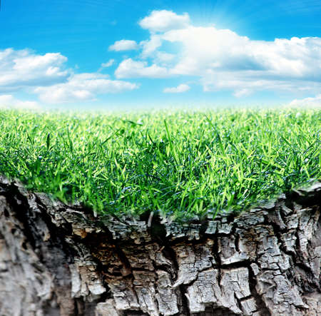 beautiful bright green meadow and sunny summer sunlightの写真素材