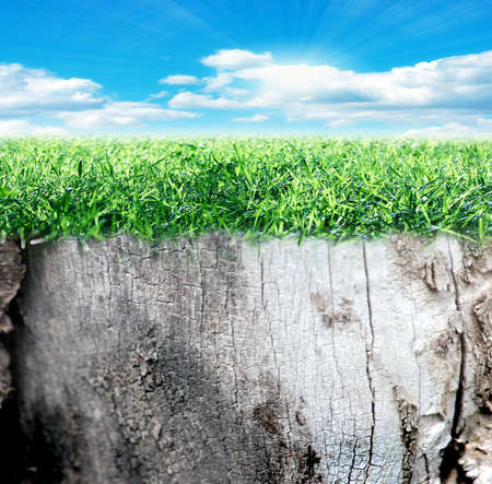 beautiful bright green meadow and sunny summer sunlightの写真素材