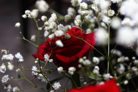 beautiful red rose flower as an element of decorの写真素材