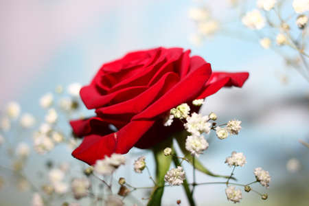 beautiful red rose flower as an element of decorの写真素材