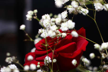 beautiful red rose flower as an element of decorの写真素材