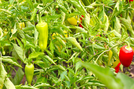 paprika as a wonderful fruit of the autumn harvest