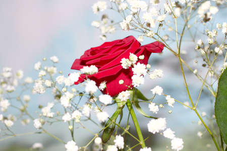 beautiful red rose flower as an element of decorの写真素材