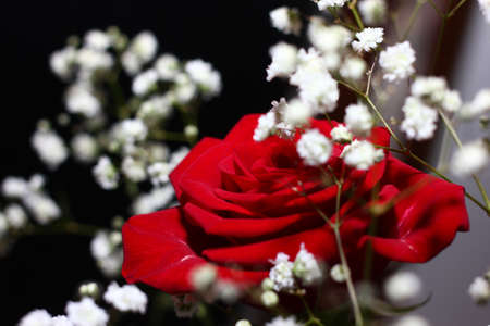 beautiful red rose flower as an element of decorの写真素材