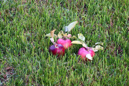 beautiful ripe apples are on the green grassの写真素材