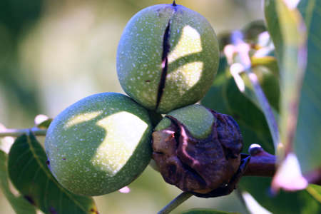 lovely ripe walnuts in gathering the harvest season