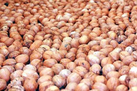 lovely ripe walnuts in gathering the harvest season