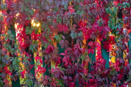 brightly lit leaves of wild grapesの写真素材