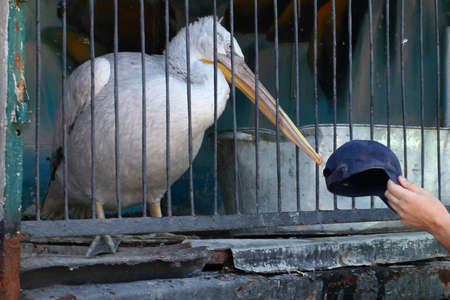 Pelican as the provincial zoo exhibitの写真素材