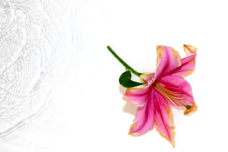 beautiful flower pink lily in waterの写真素材