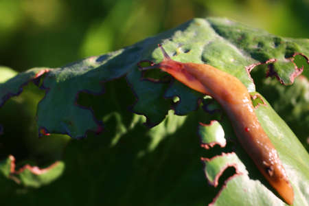 garden pest slug on a green leaf plants