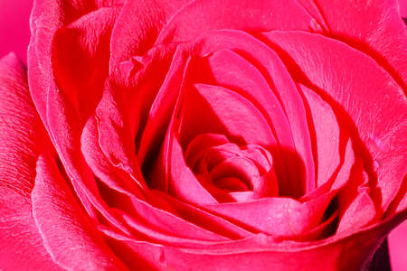 beautiful red rose flower as an element of decorの写真素材