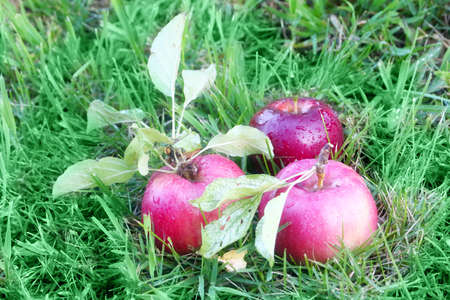 beautiful ripe apples are on the green grassの写真素材