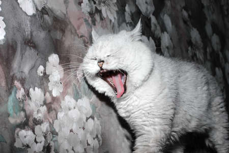 Portrait of a lovely gray fluffy purebred catの写真素材