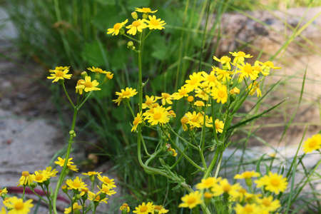 sunlight and bright wild field camomile